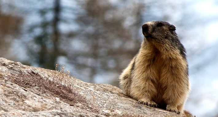 Una marmotta del Parco nazionale del Gran Paradiso