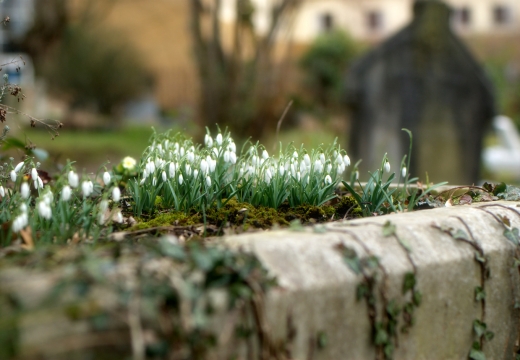 Bucanece nel cimitero di Highgate, Londra.