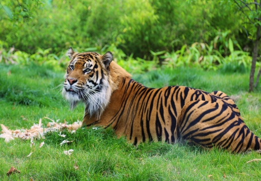 Tigre dello Zoo di Londra