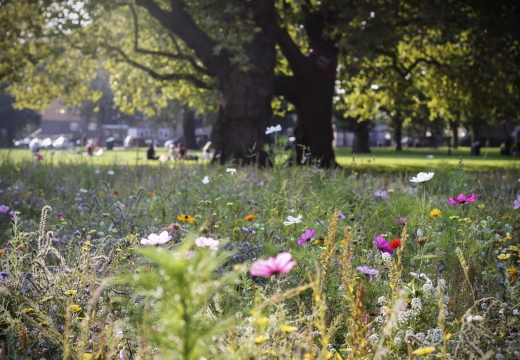 London Fields, Londra