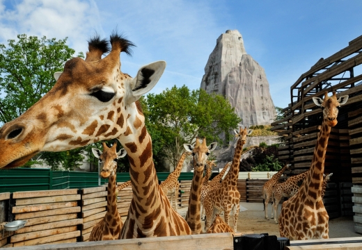 Giraffe dello Zoo di Parigi